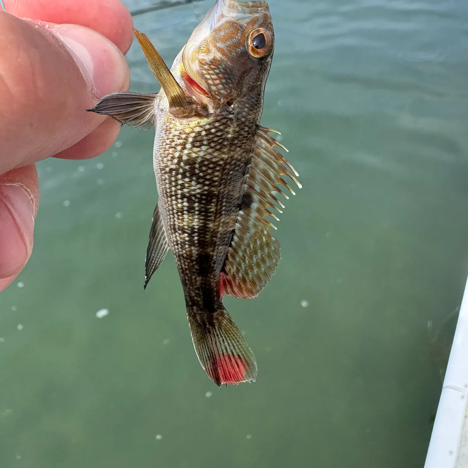 Fish caught on Fishbrain
