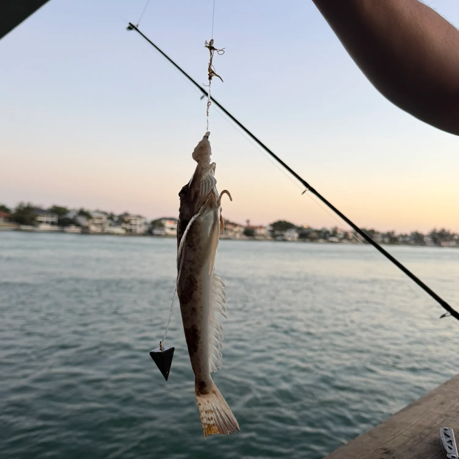 The most recent Striped searobin catches on Fishbrain