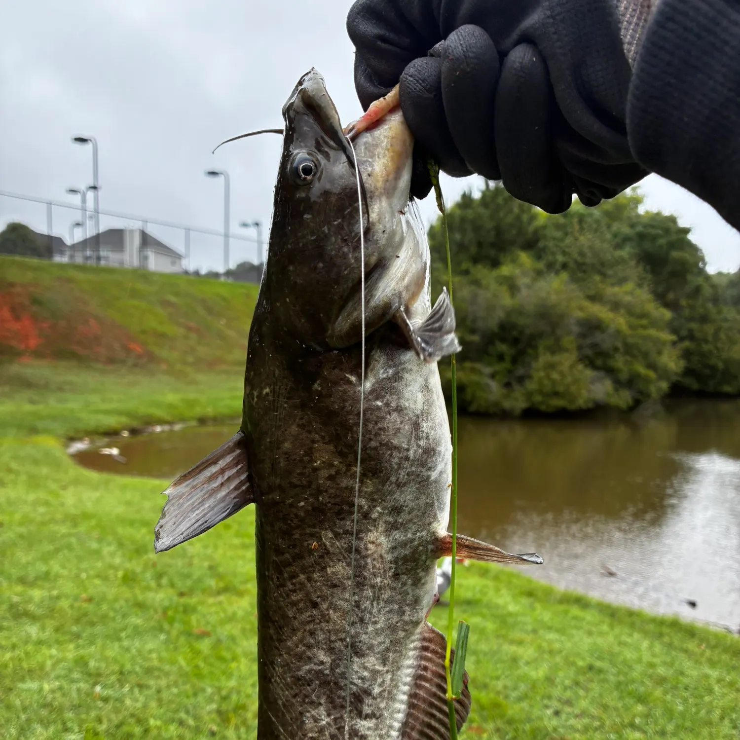 Flathead catfish caught on Fishbrain
