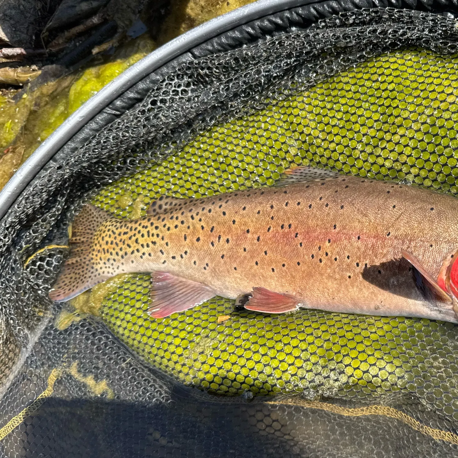 The most recent Bonneville cutthroat trout catches on Fishbrain