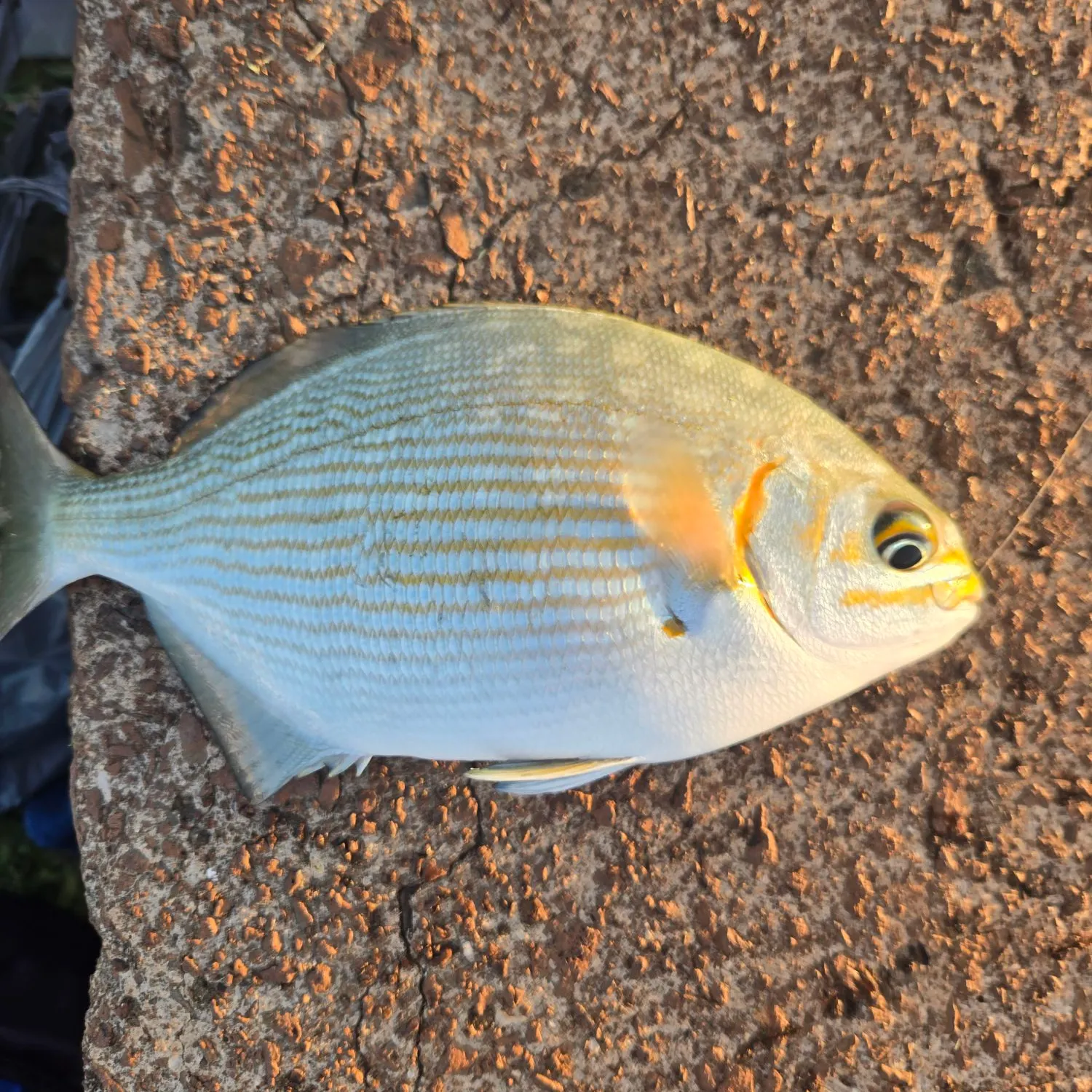 The most recent Brassy chub catches on Fishbrain