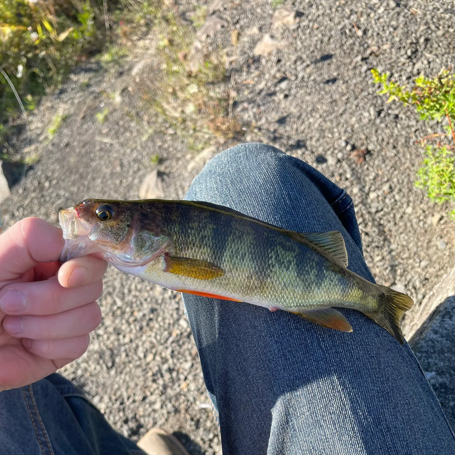 Yellow perch caught on Fishbrain