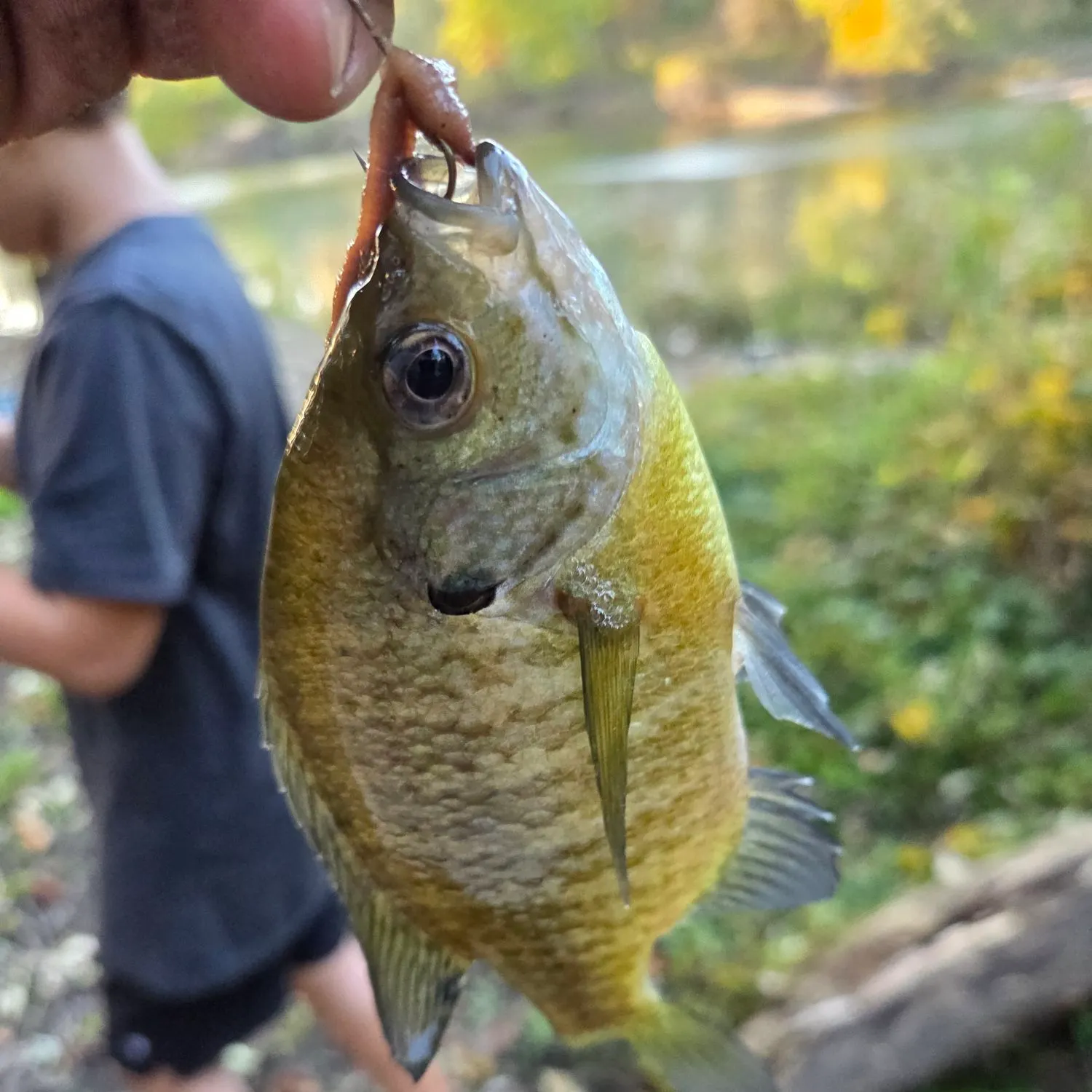 Bluegill caught on Fishbrain