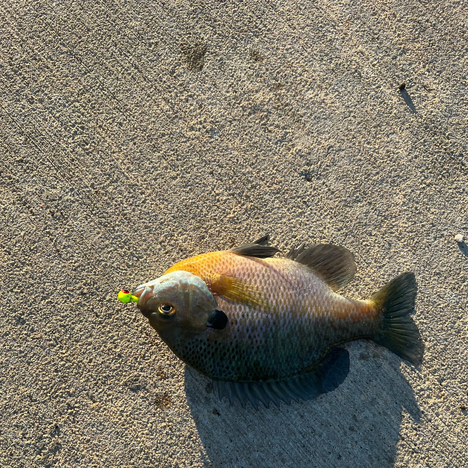 recently logged catches