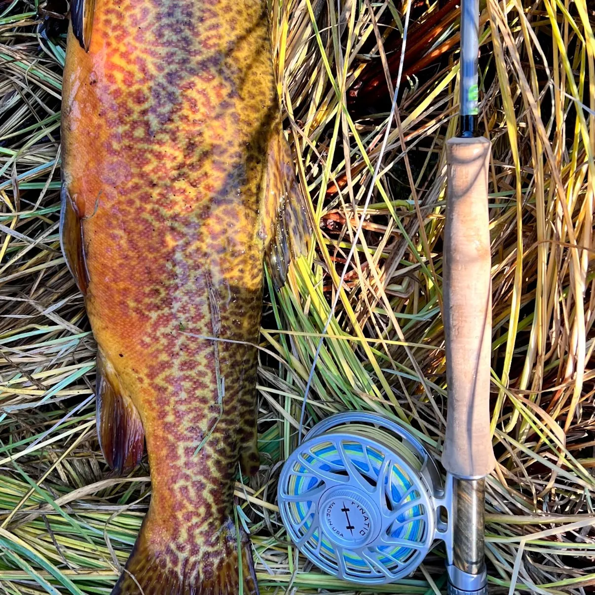 Tiger trout caught on Fishbrain