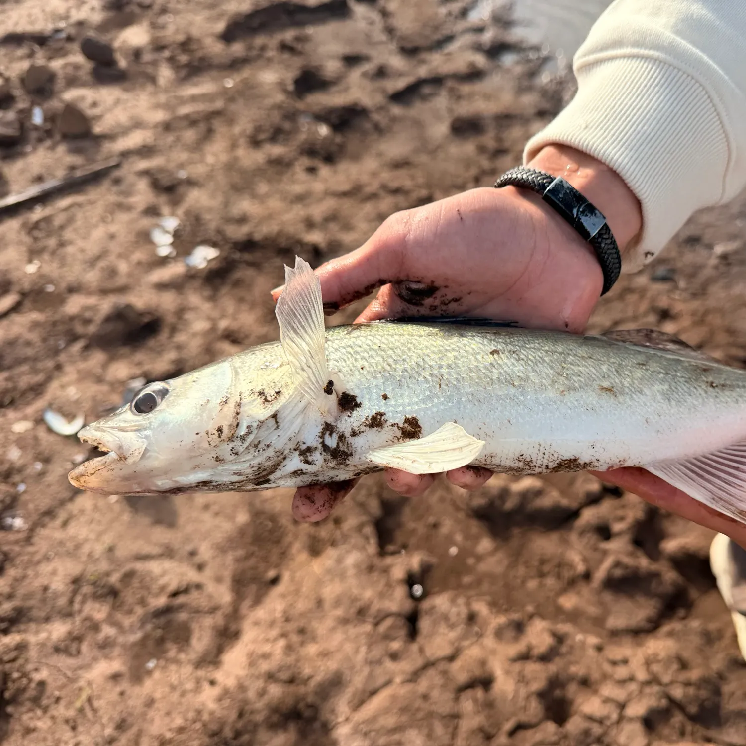 Walleye caught on Fishbrain