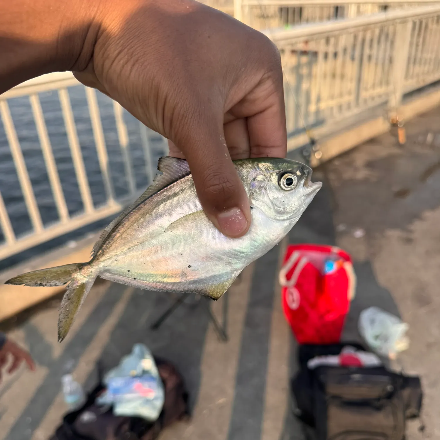 The most recent Pacific pompano catches on Fishbrain