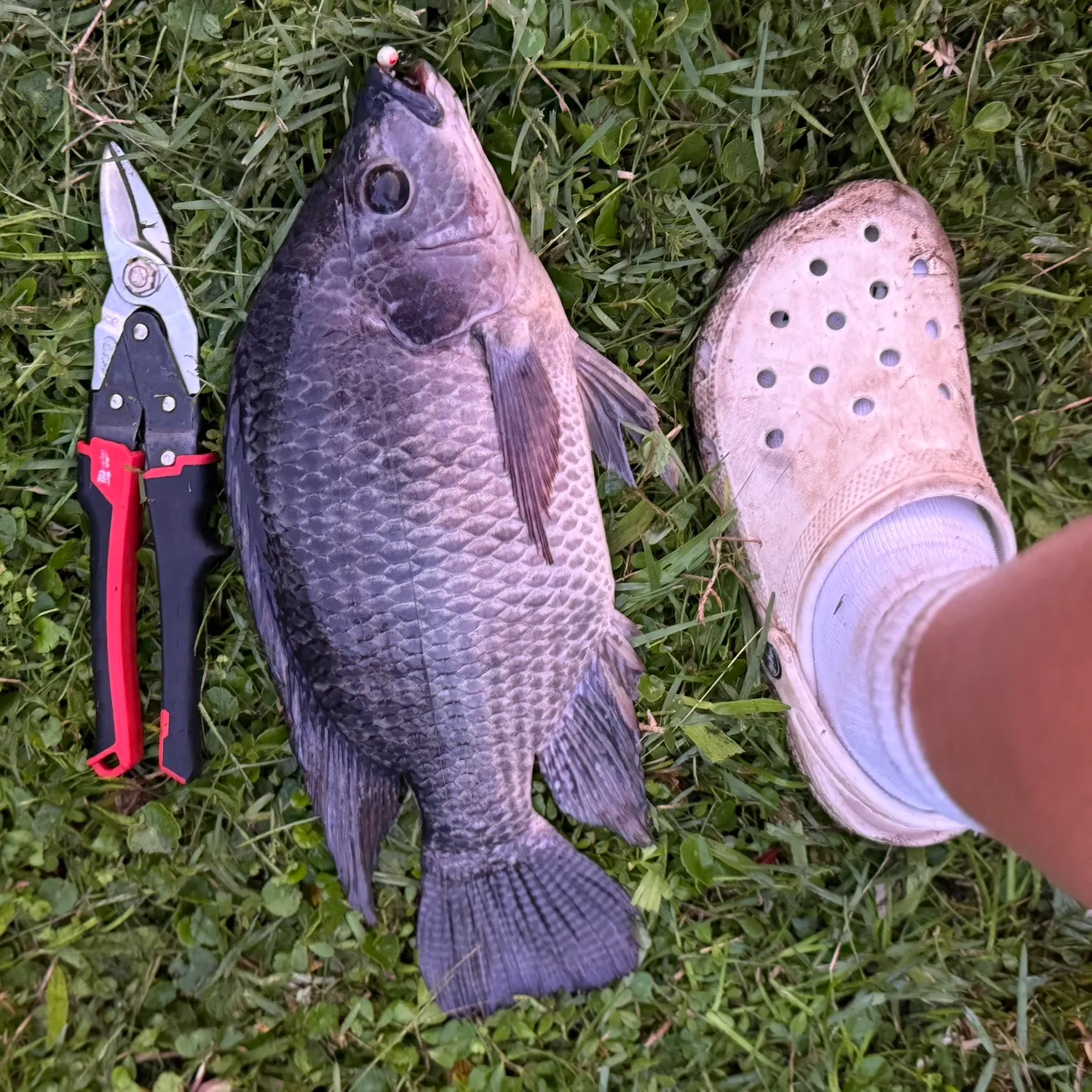 Fish caught on Fishbrain