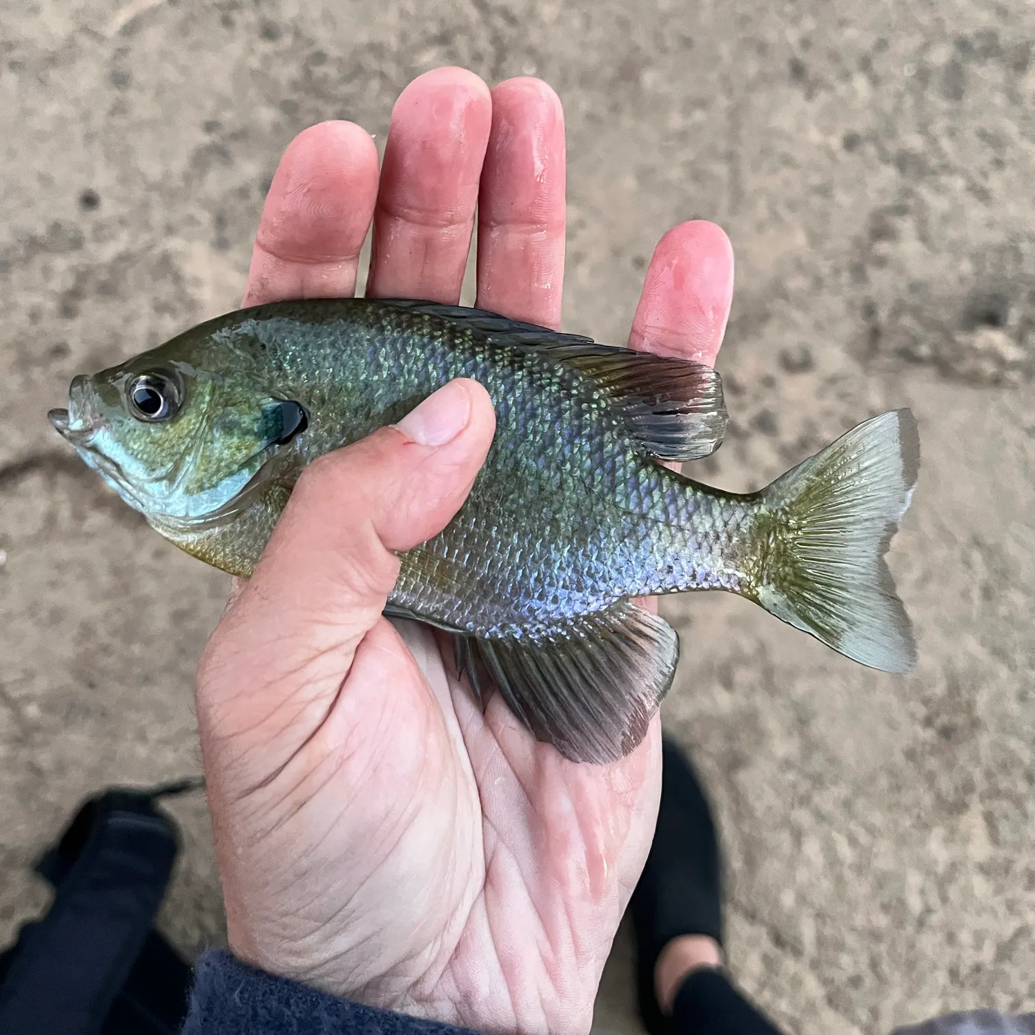 Bluegill caught on Fishbrain
