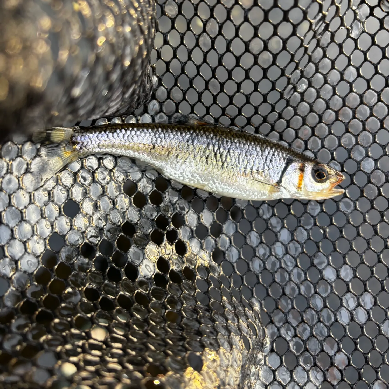 The most recent Warpaint shiner catches on Fishbrain