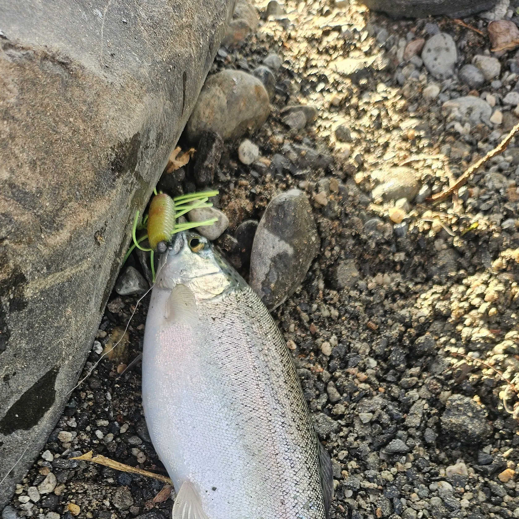 Rainbow trout caught on Fishbrain