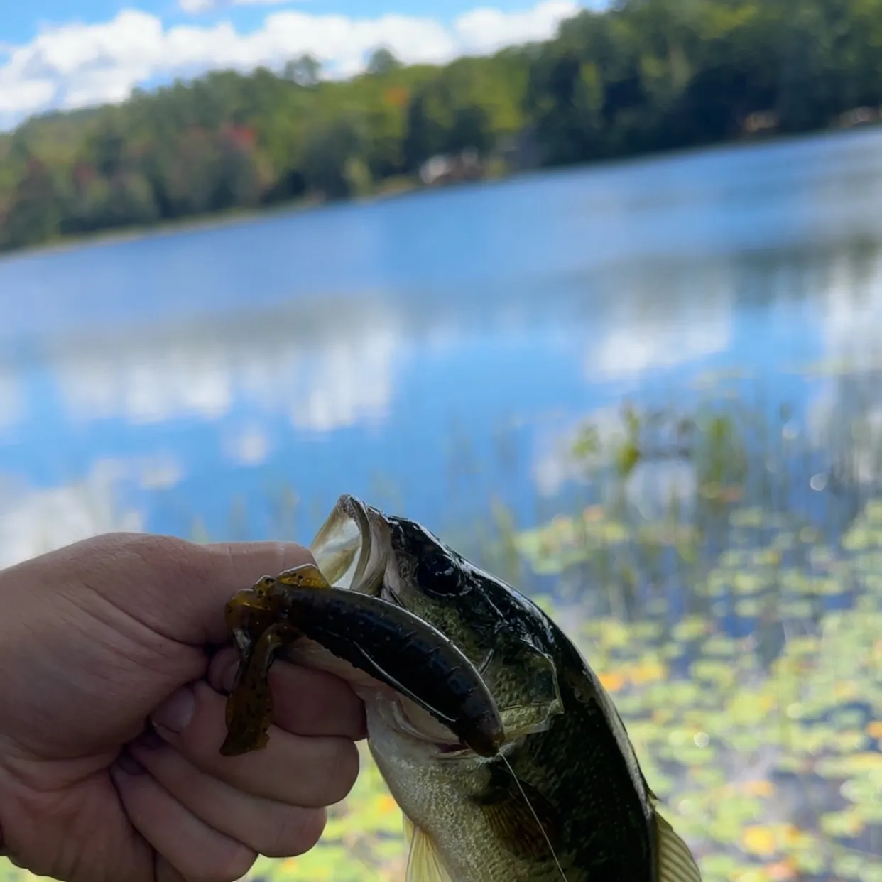 Largemouth bass caught on Fishbrain