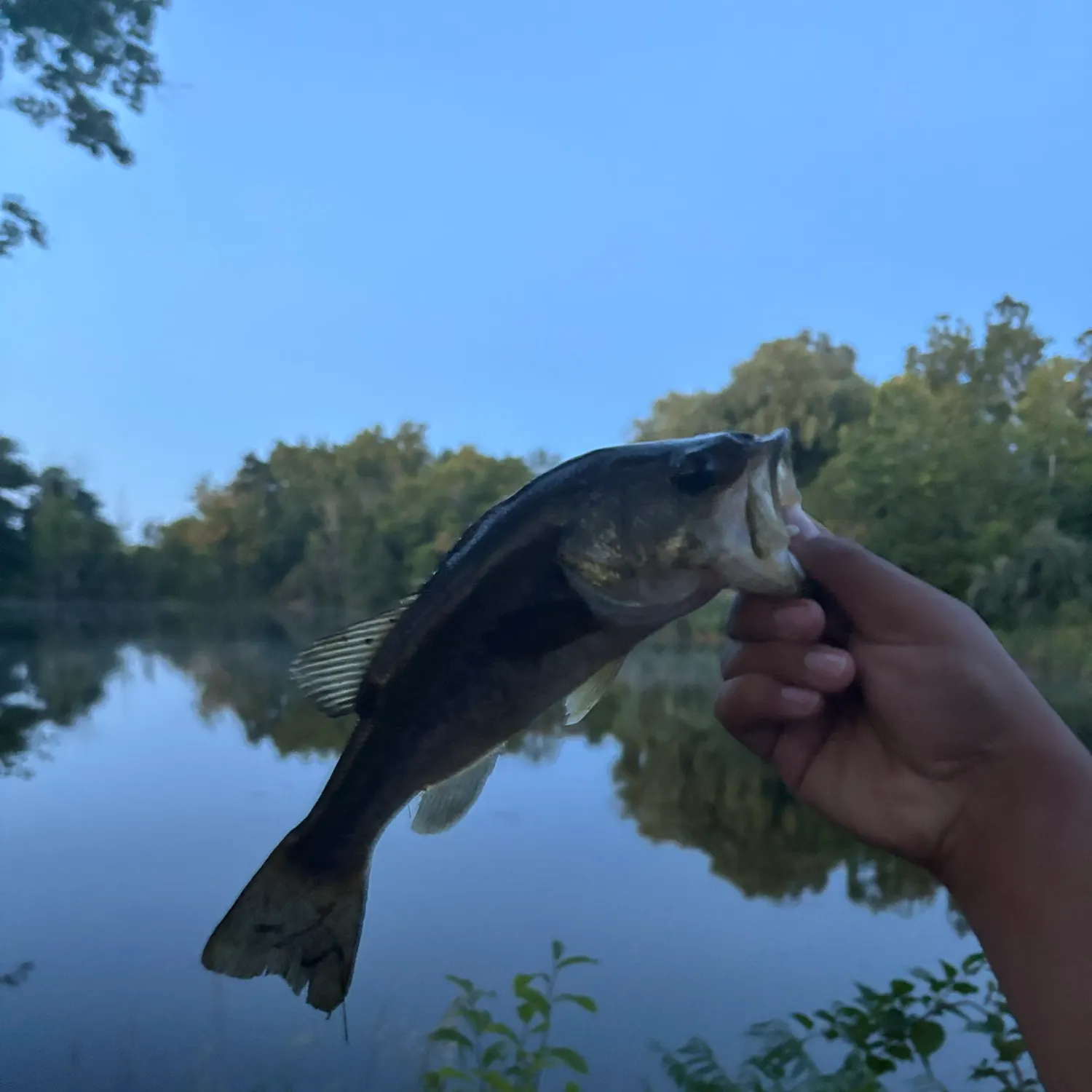 Largemouth bass caught on Fishbrain