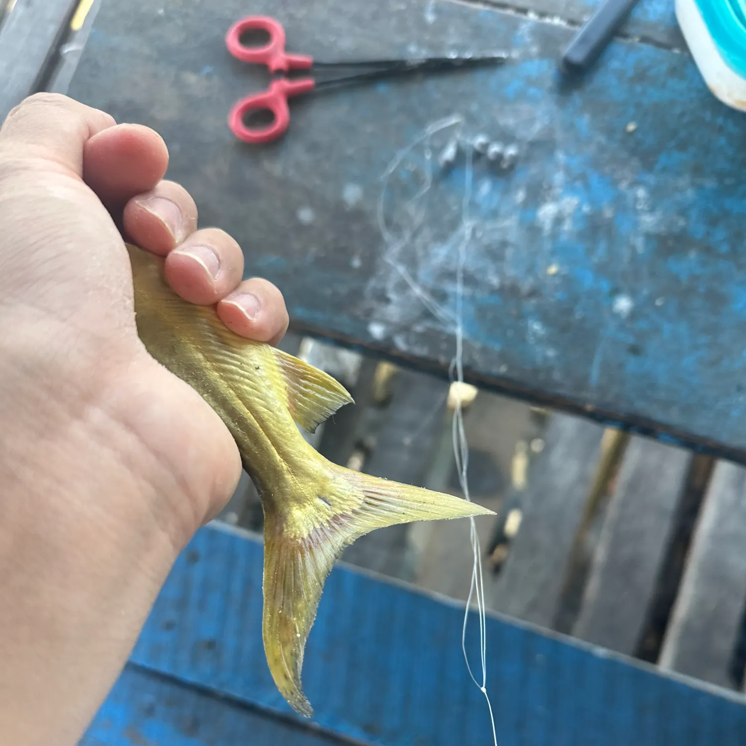 The most recent Spotted pimelodus catches on Fishbrain