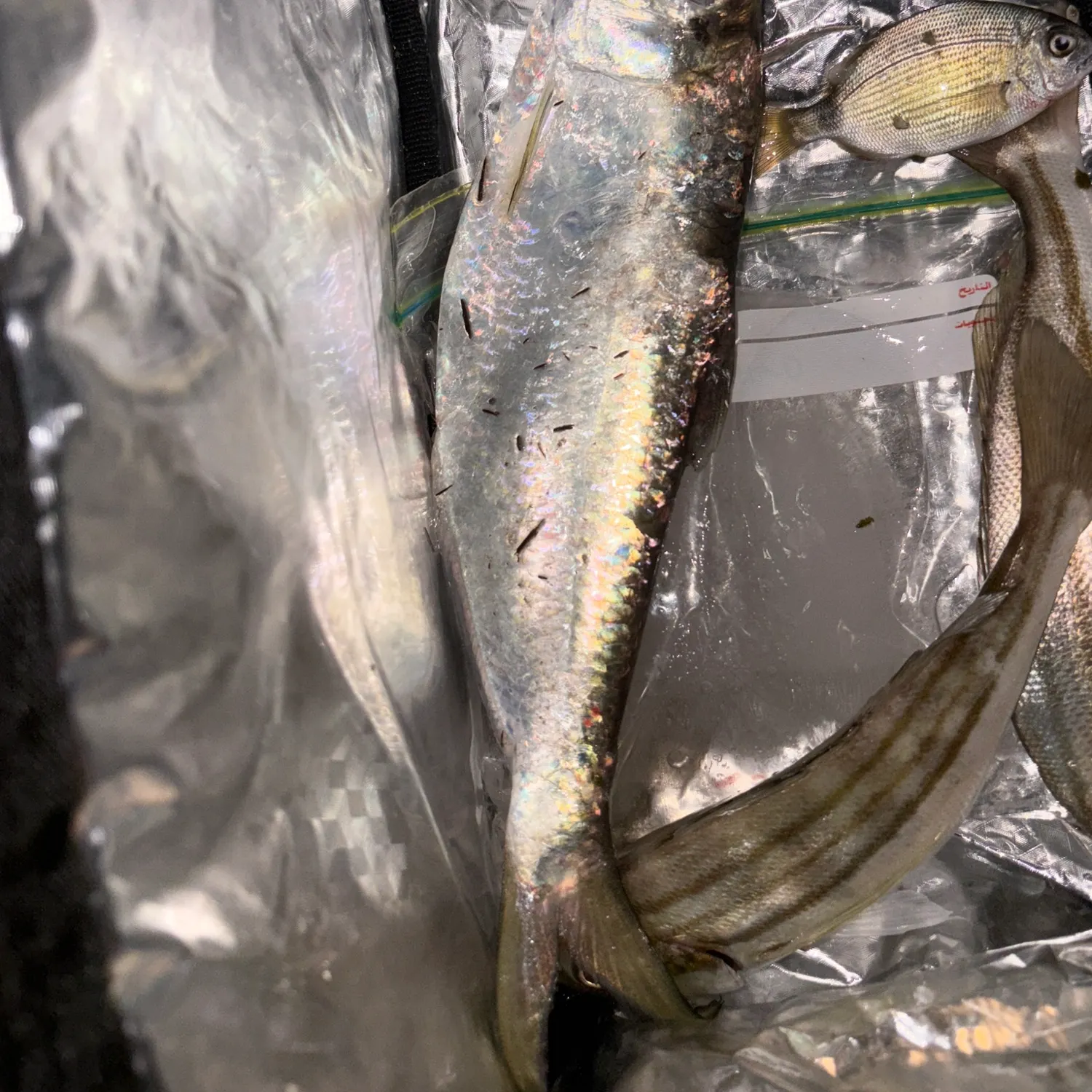 The most recent Trumpet emperor catches on Fishbrain