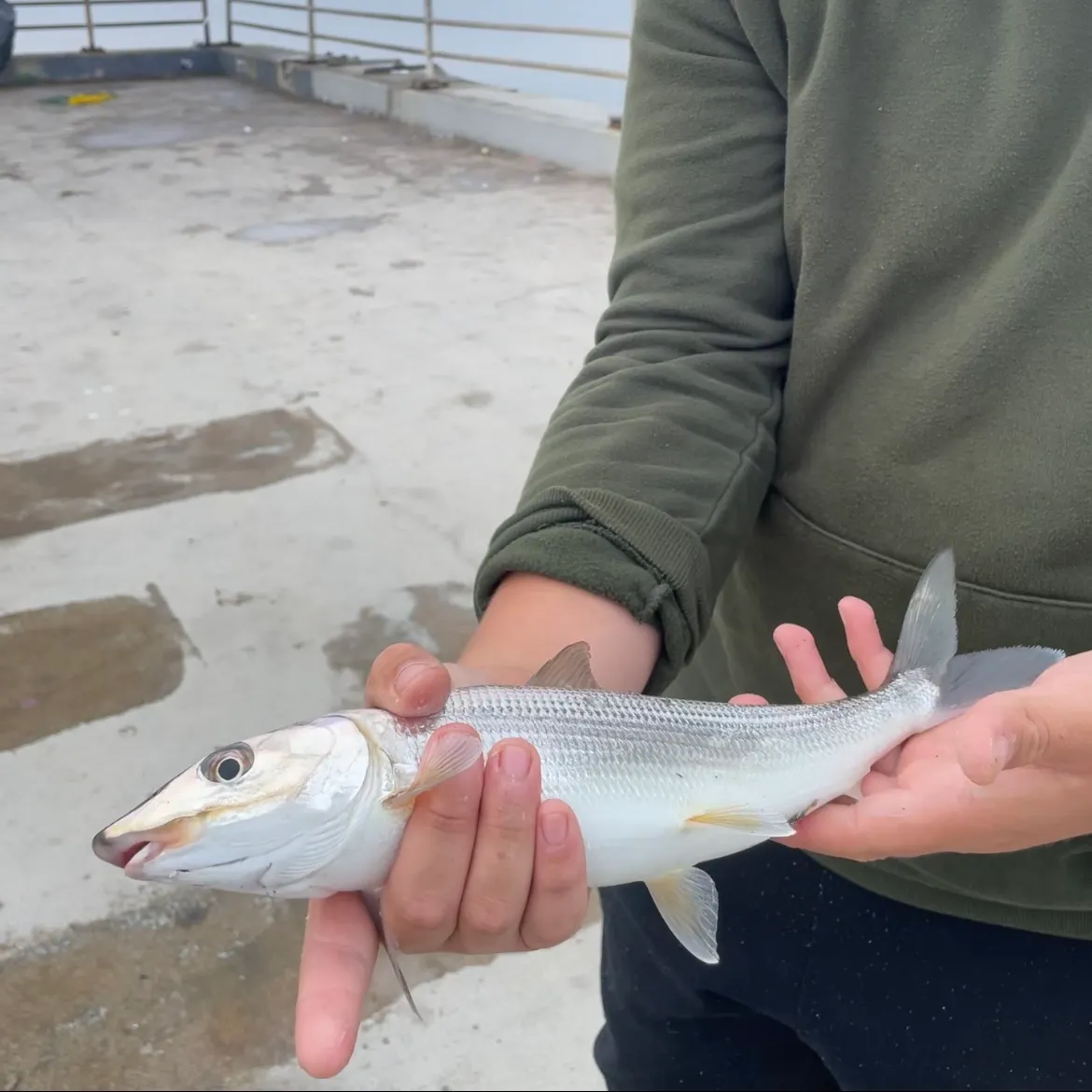 The most recent Cortez bonefish catches on Fishbrain