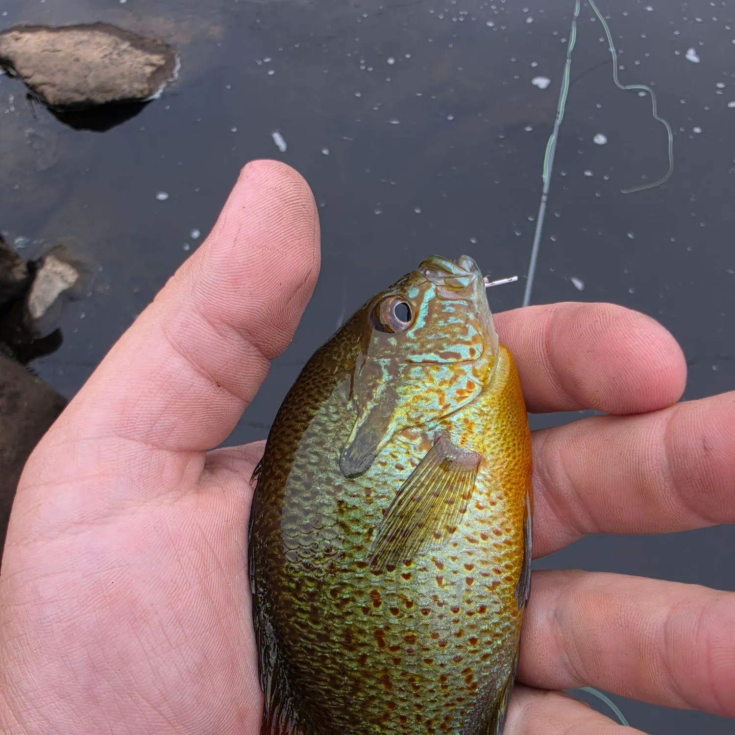 Redbreast sunfish caught on Fishbrain