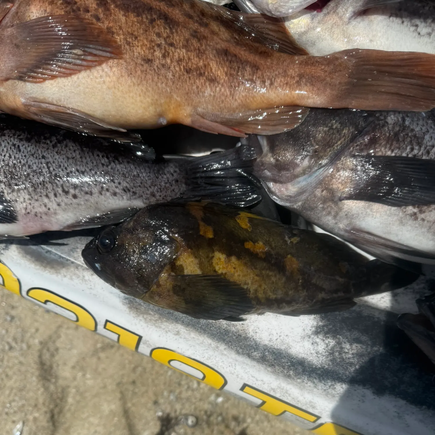 The most recent Black and yellow rockfish catches on Fishbrain