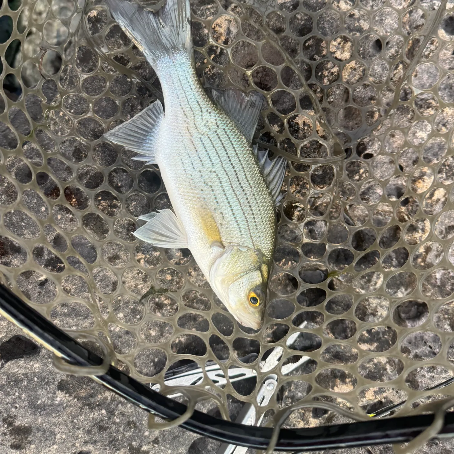 White bass caught on Fishbrain