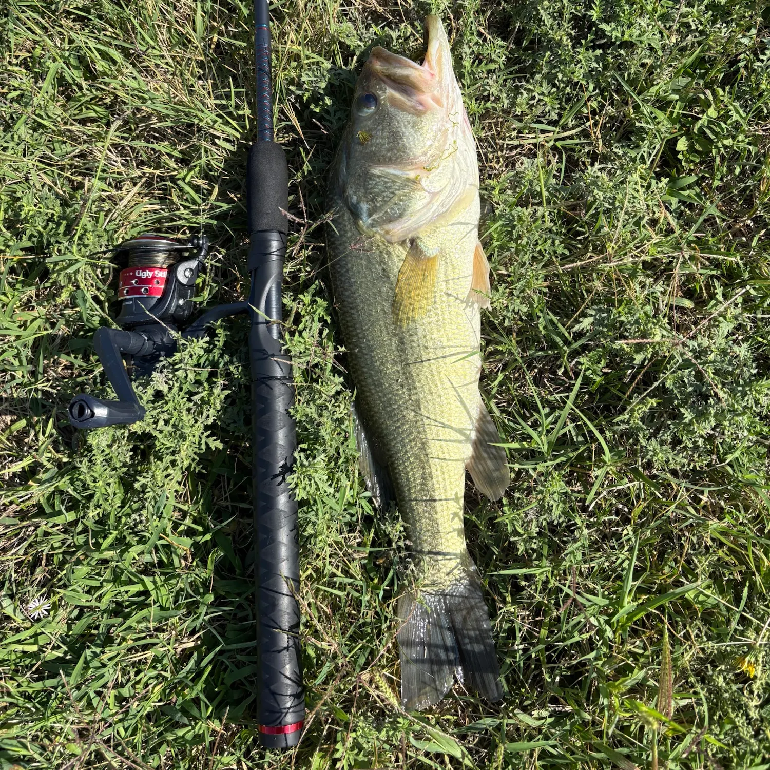 Largemouth bass caught on Fishbrain