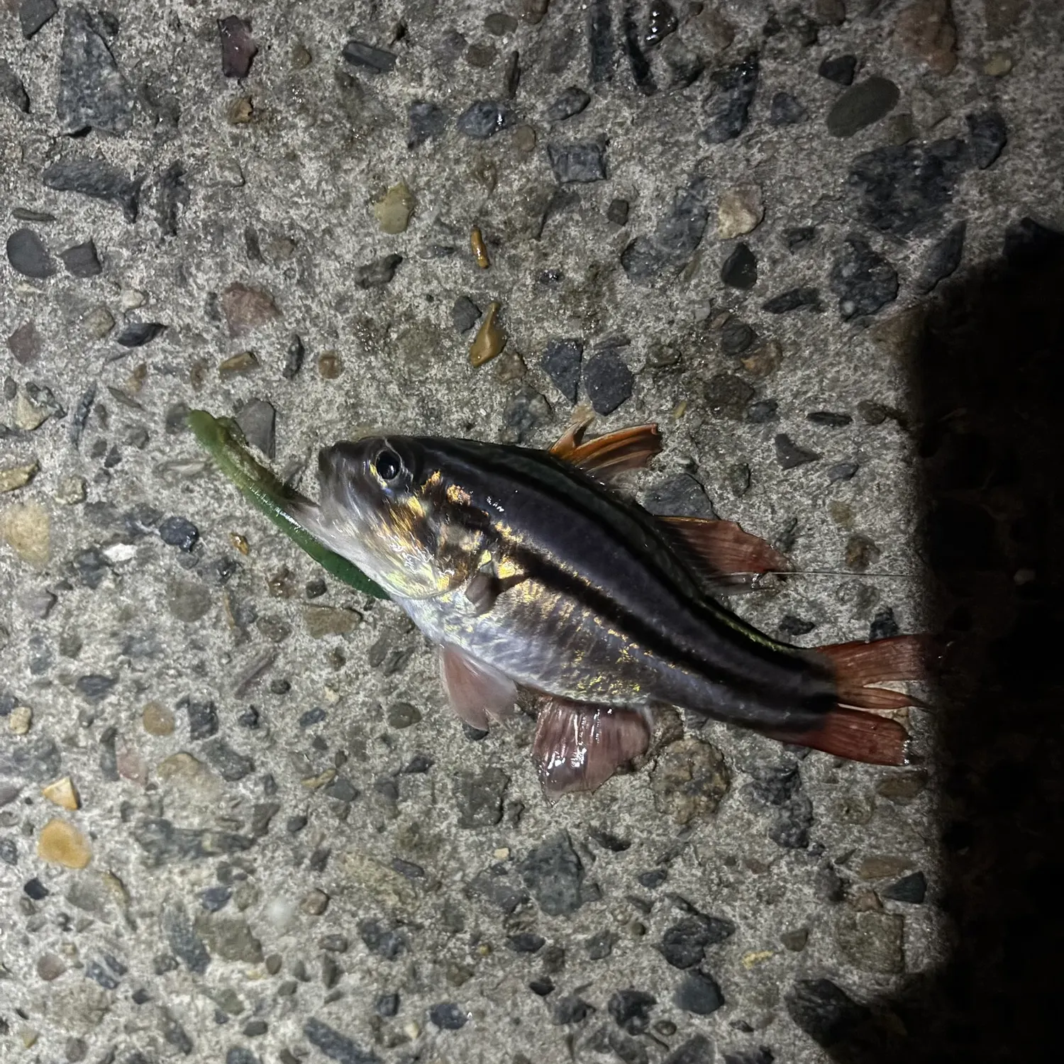 The most recent Jarbua terapon catches on Fishbrain