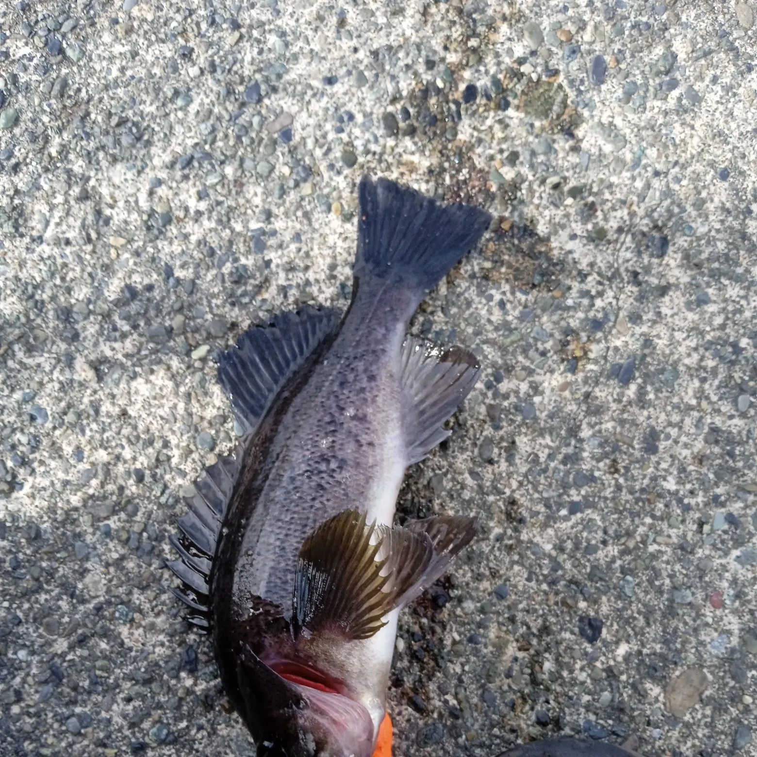 Black rockfish caught on Fishbrain