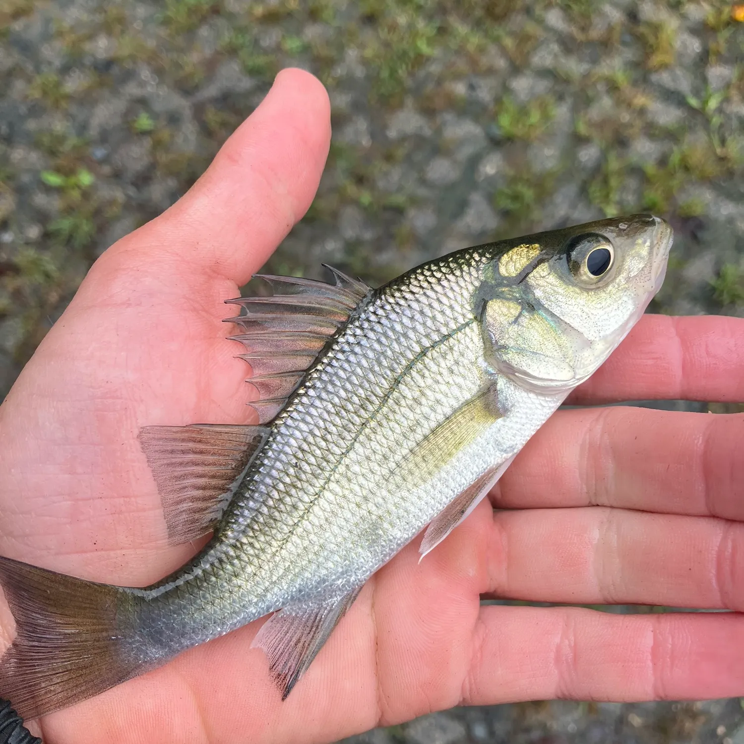 White perch caught on Fishbrain
