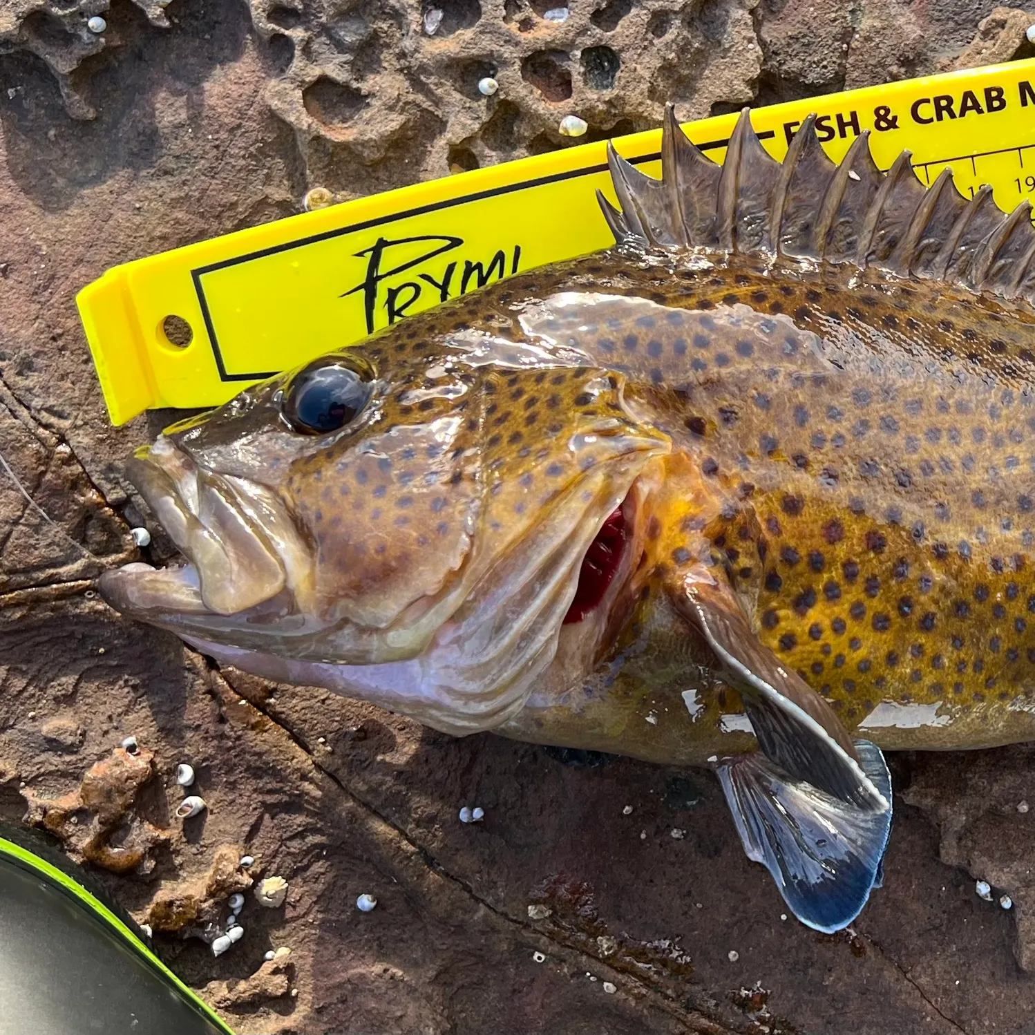 The most recent Eastern wirrah catches on Fishbrain