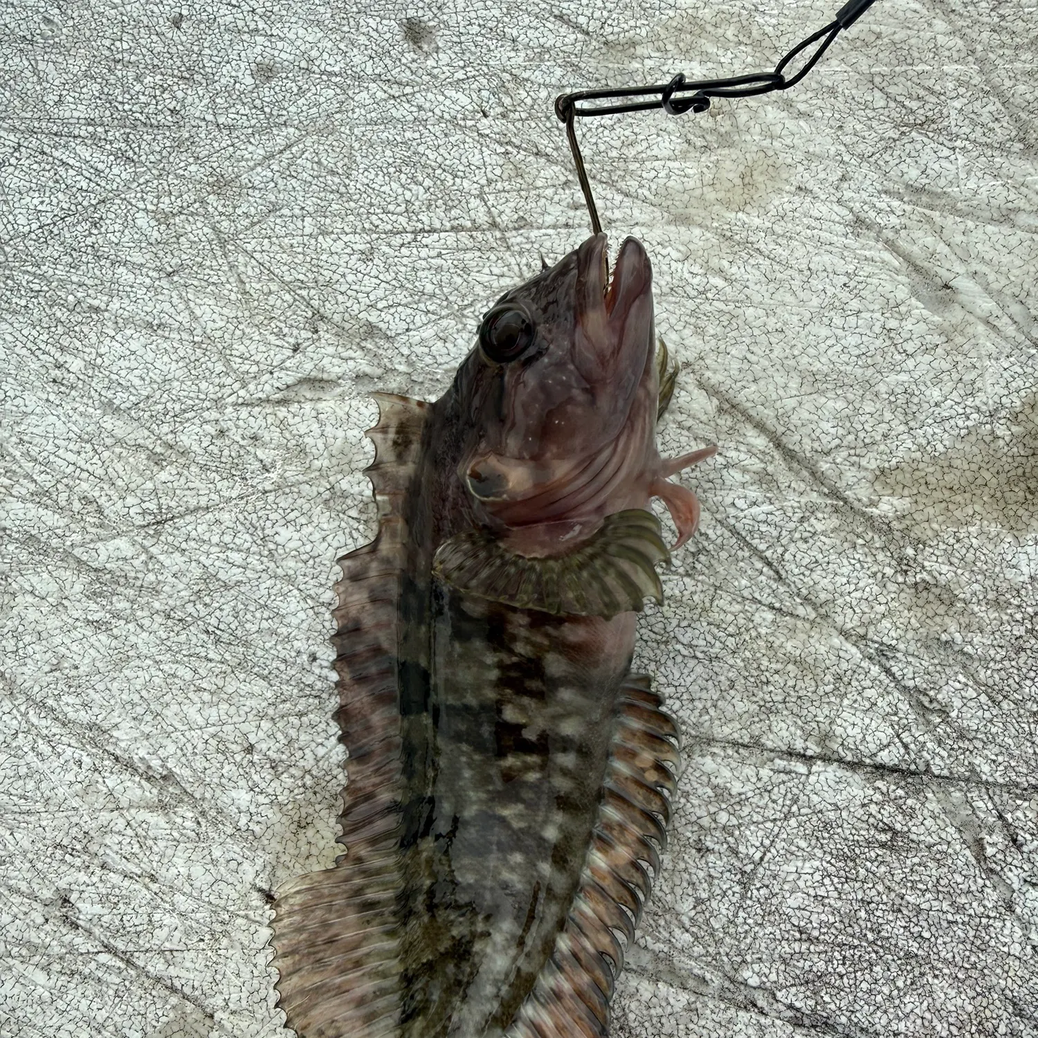 The most recent Hairy blenny catches on Fishbrain