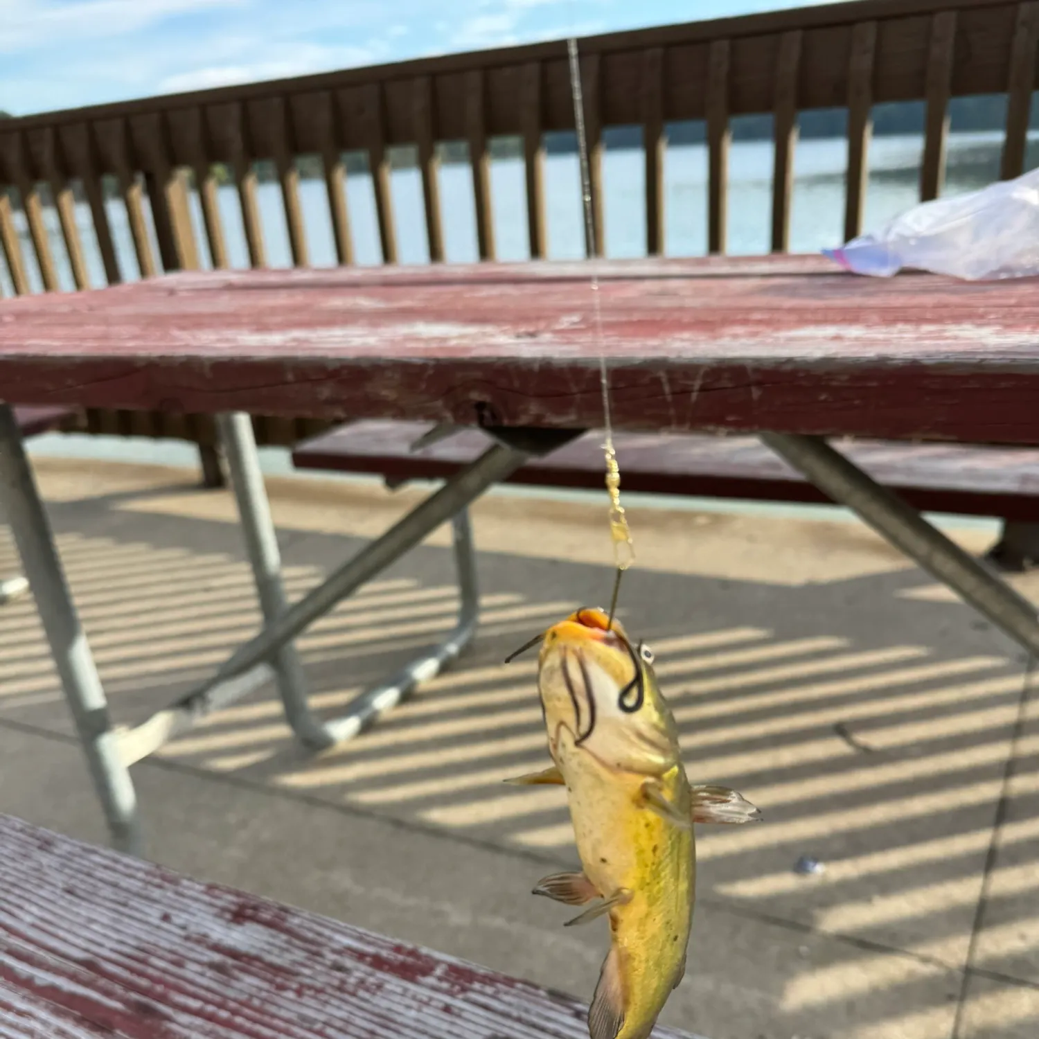 Yellow bullhead caught on Fishbrain