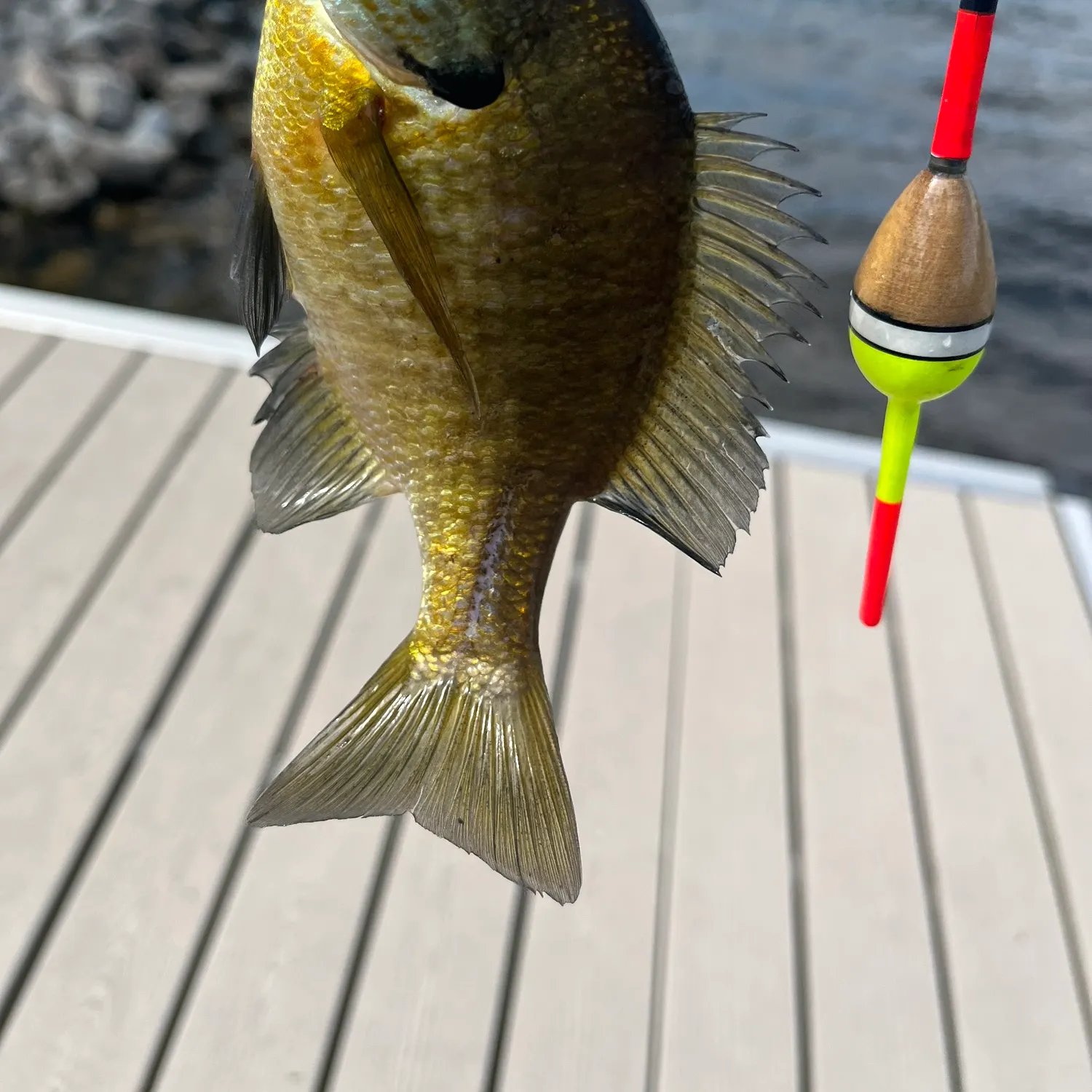 The most recent Bluegill catches on Fishbrain