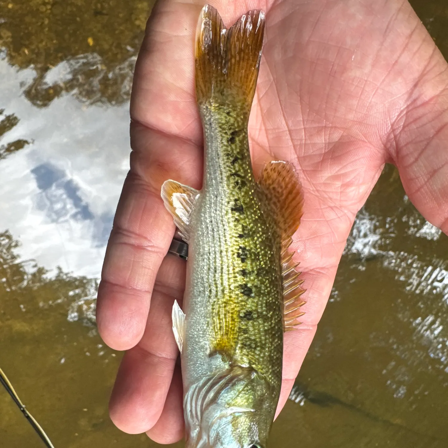 The most recent Warrior bass catches on Fishbrain