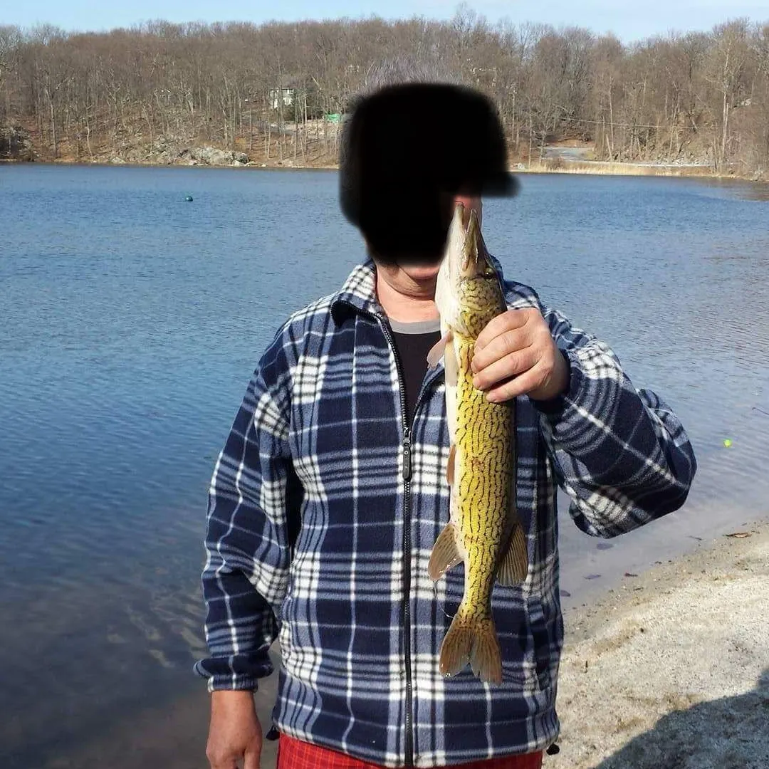The most recent Redfin pickerel catches on Fishbrain
