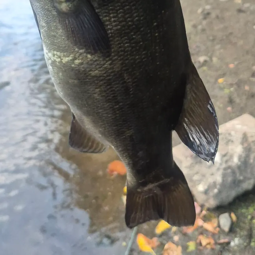 Smallmouth bass caught on Fishbrain