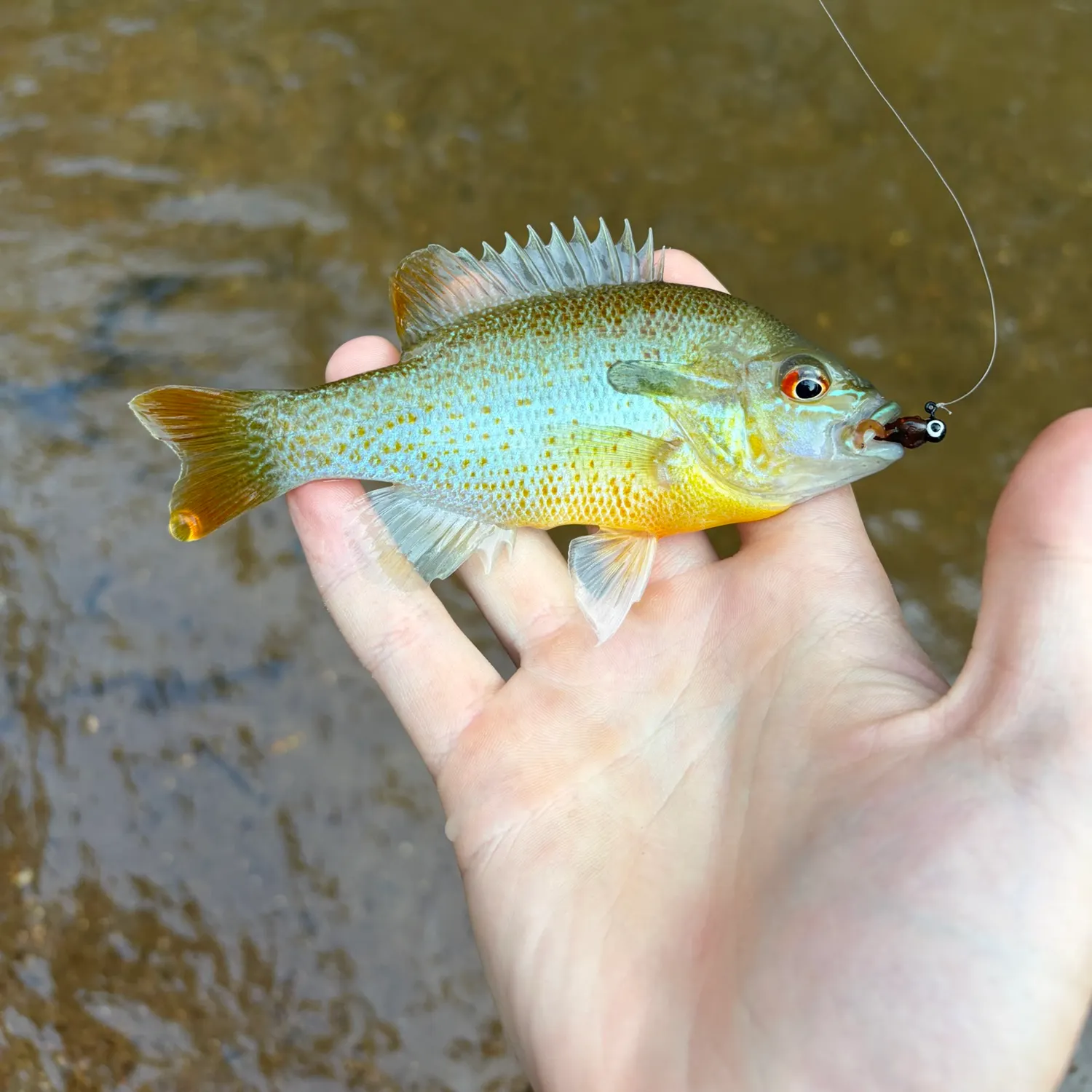 Redbreast sunfish caught on Fishbrain