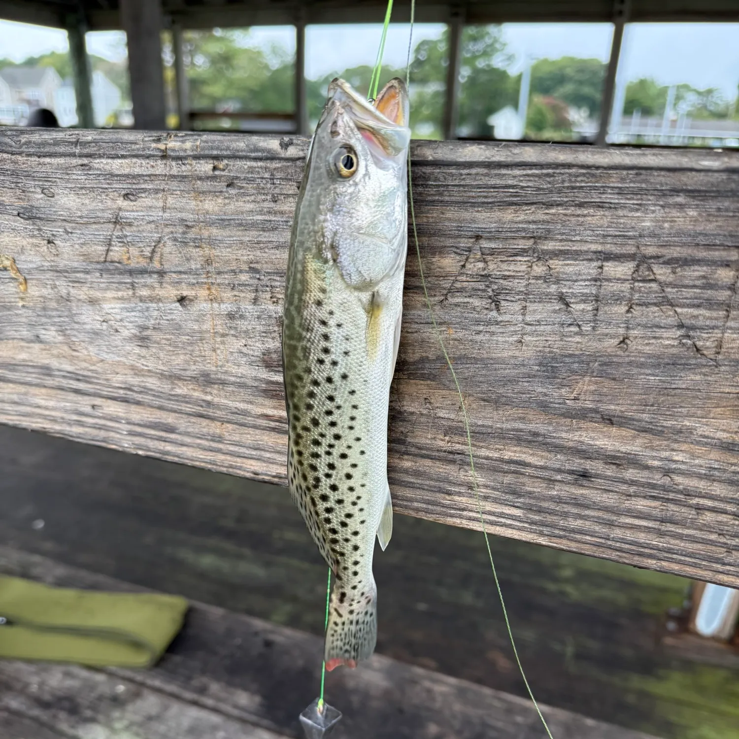 Spotted seatrout caught on Fishbrain