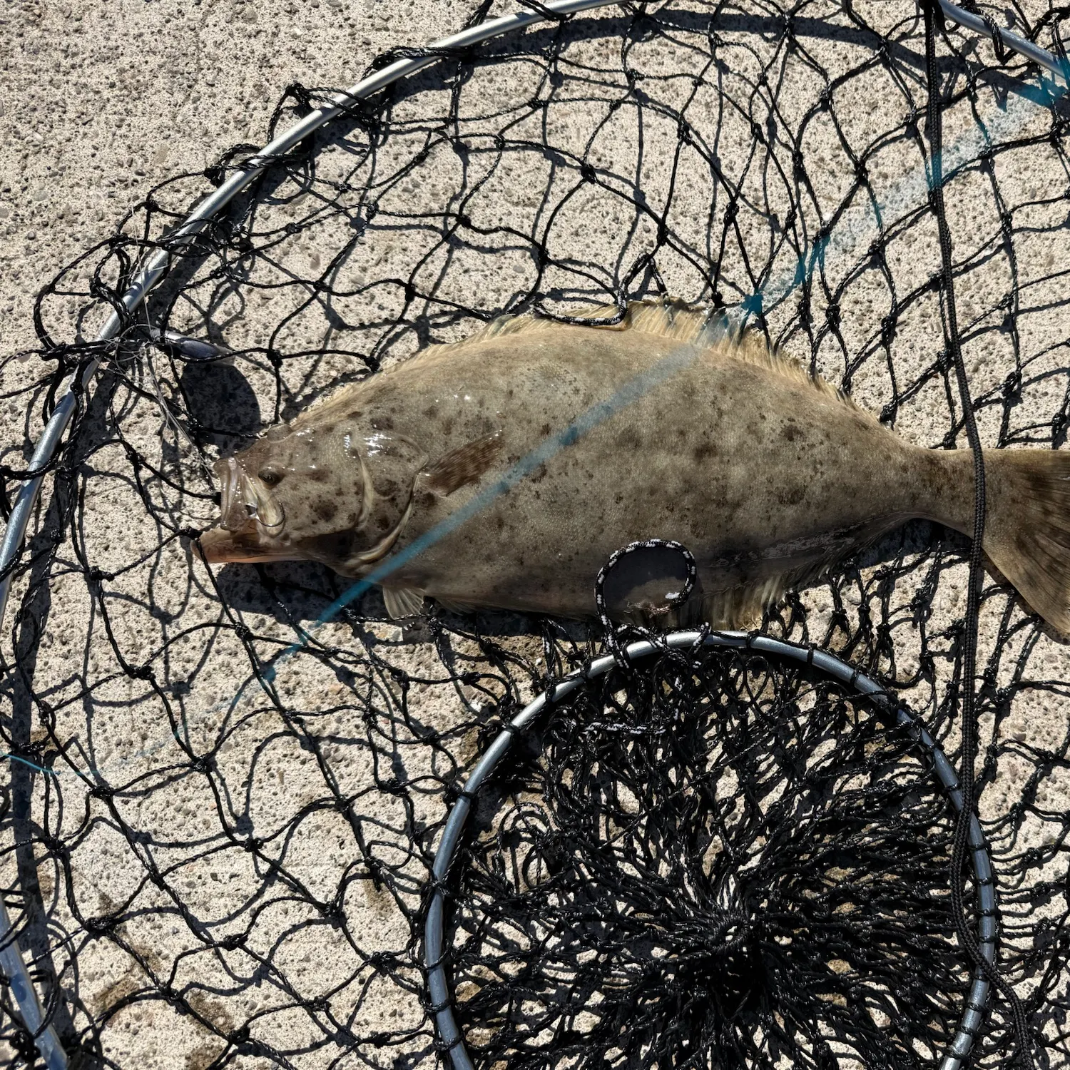 California halibut caught on Fishbrain