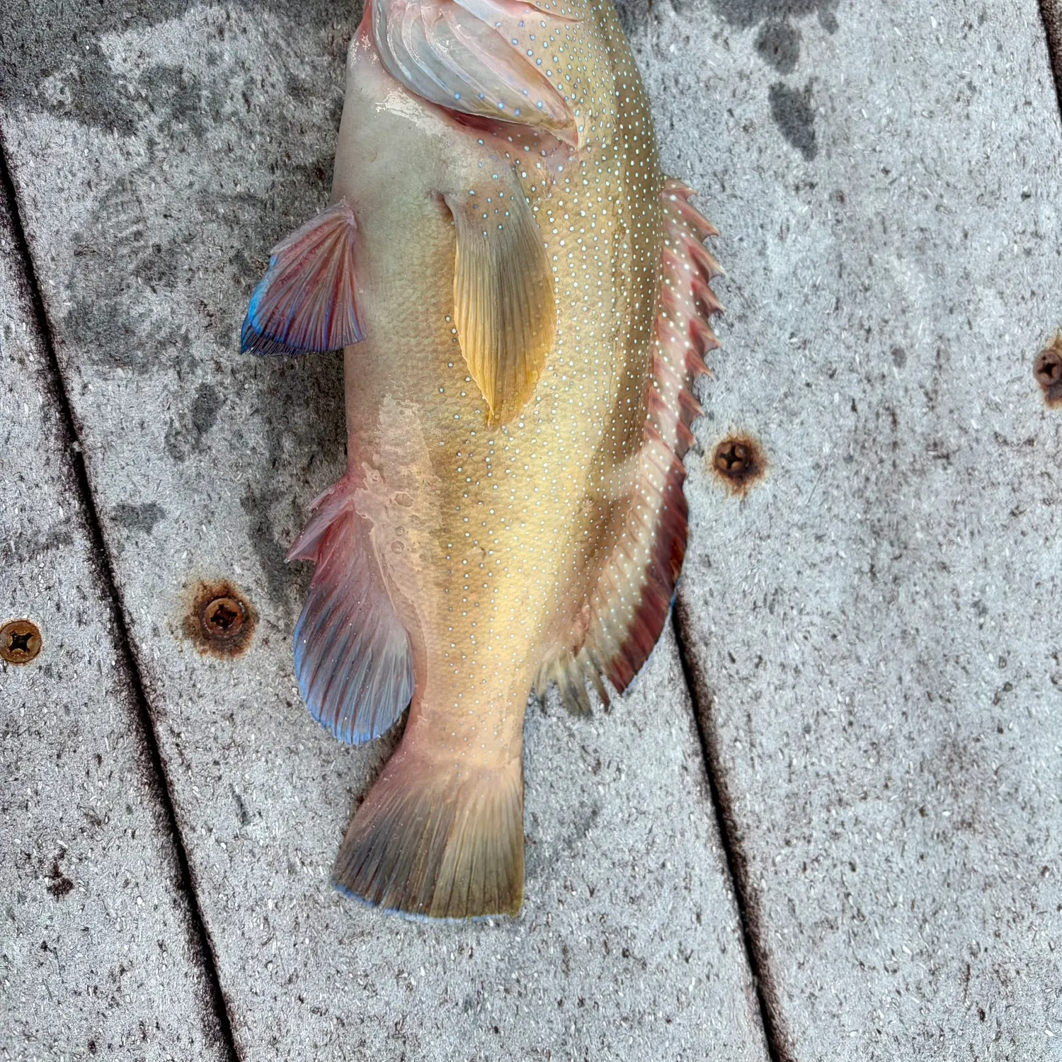 The most recent Coney grouper catches on Fishbrain