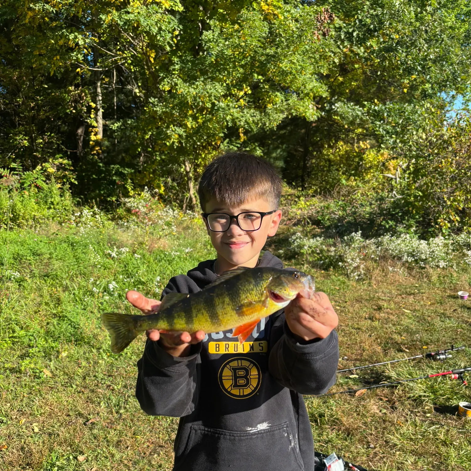 Yellow perch caught on Fishbrain