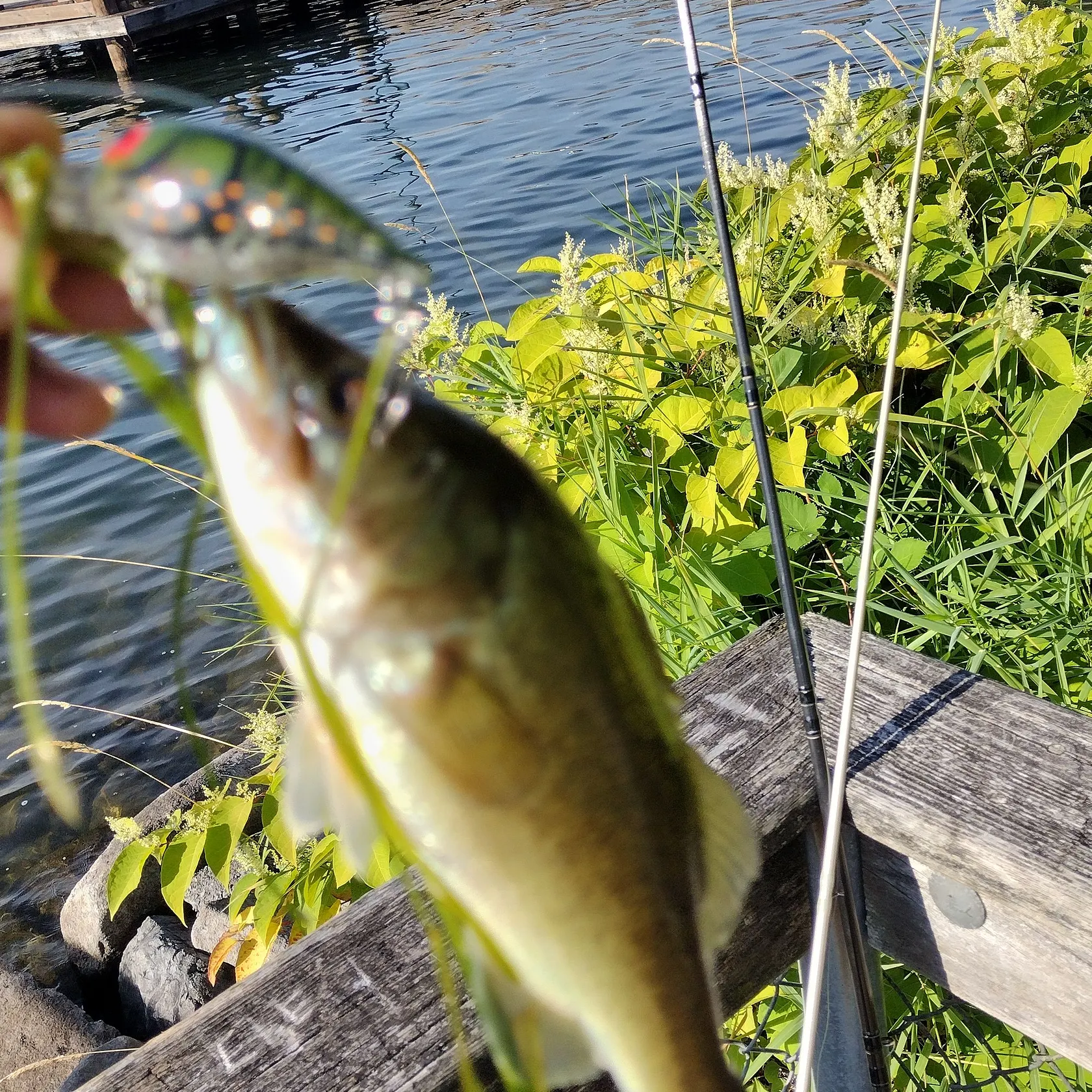 Largemouth bass caught on Fishbrain