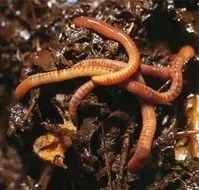Worm