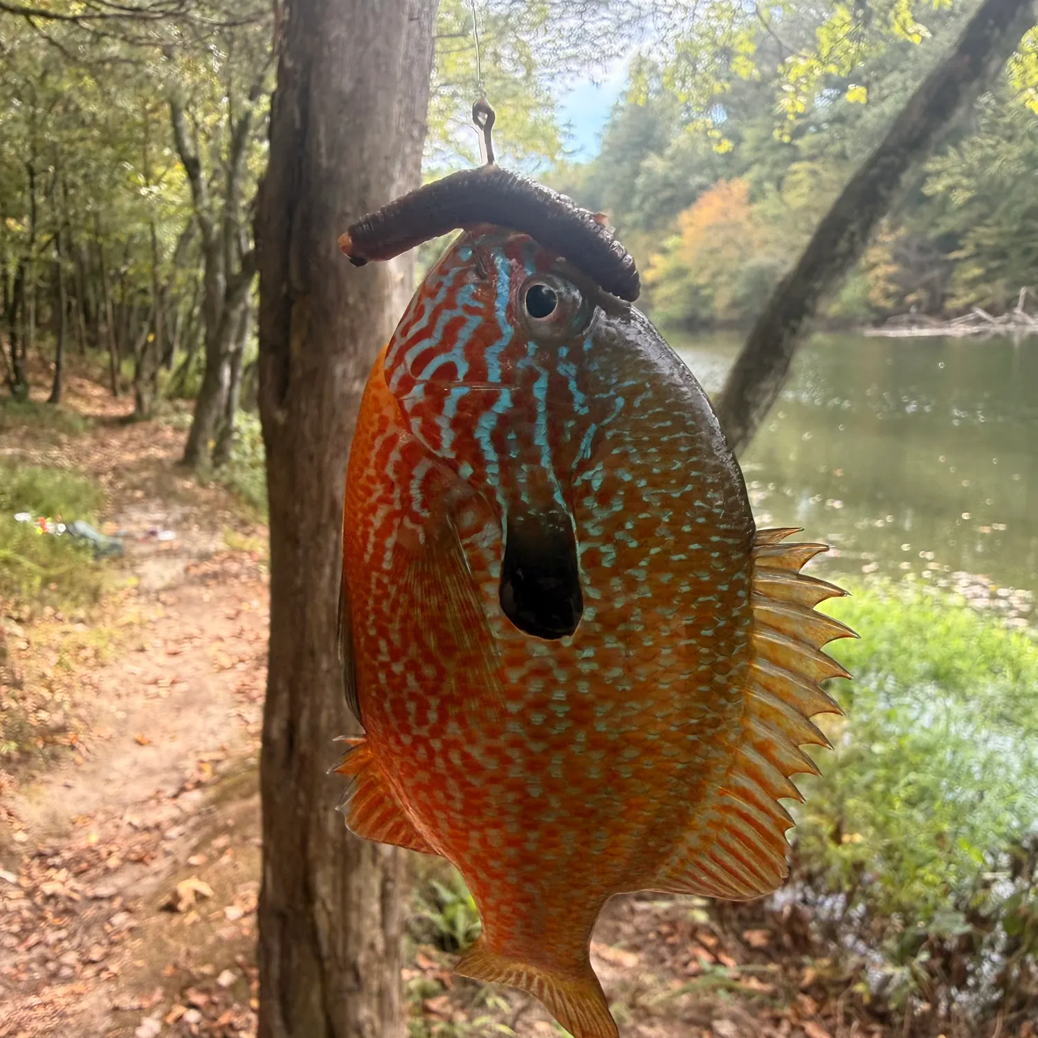 Longear sunfish caught on Fishbrain