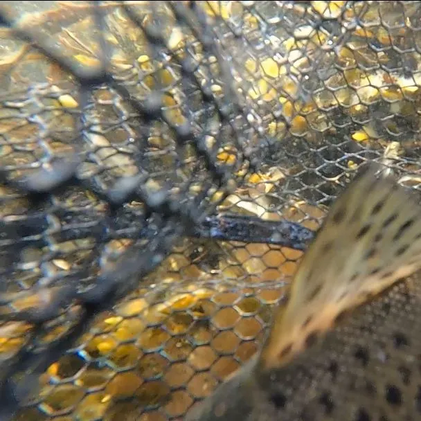 Brown trout caught on Fishbrain
