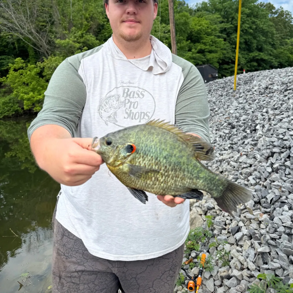 The most recent Redear sunfish catches on Fishbrain
