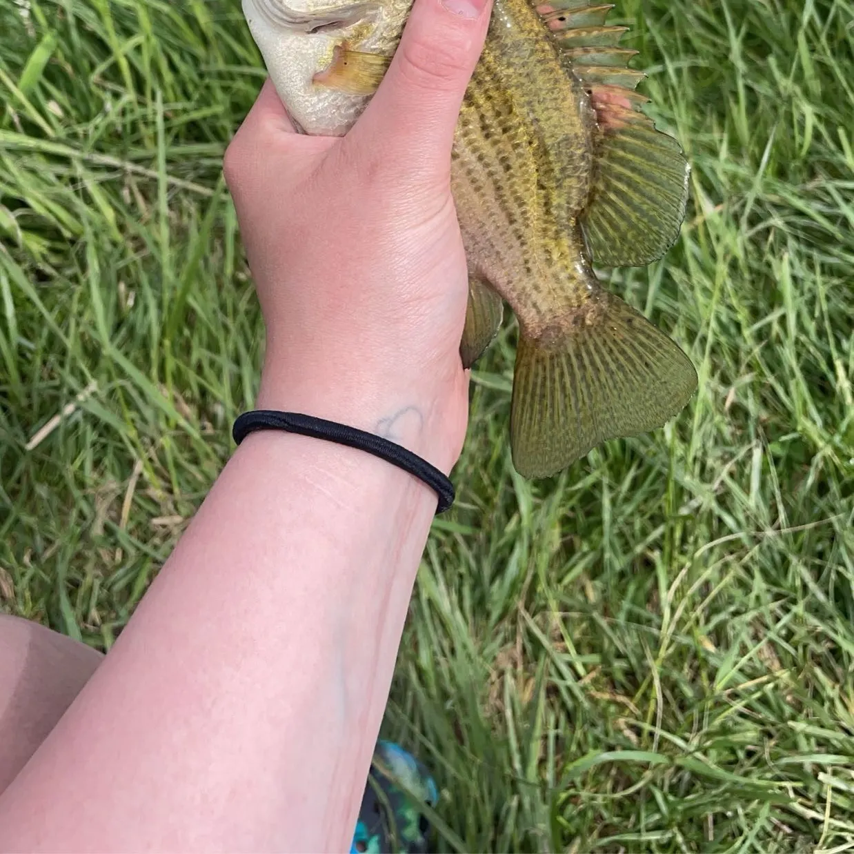 Rock bass caught on Fishbrain
