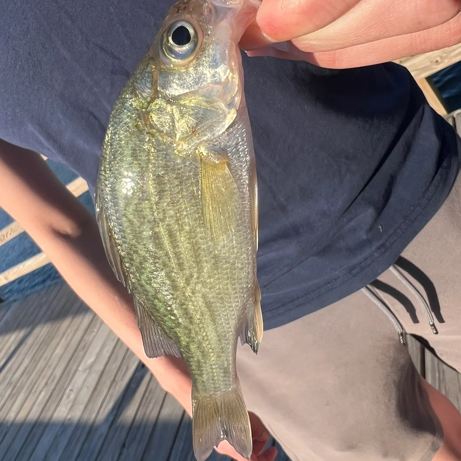 The most recent Flier catches on Fishbrain