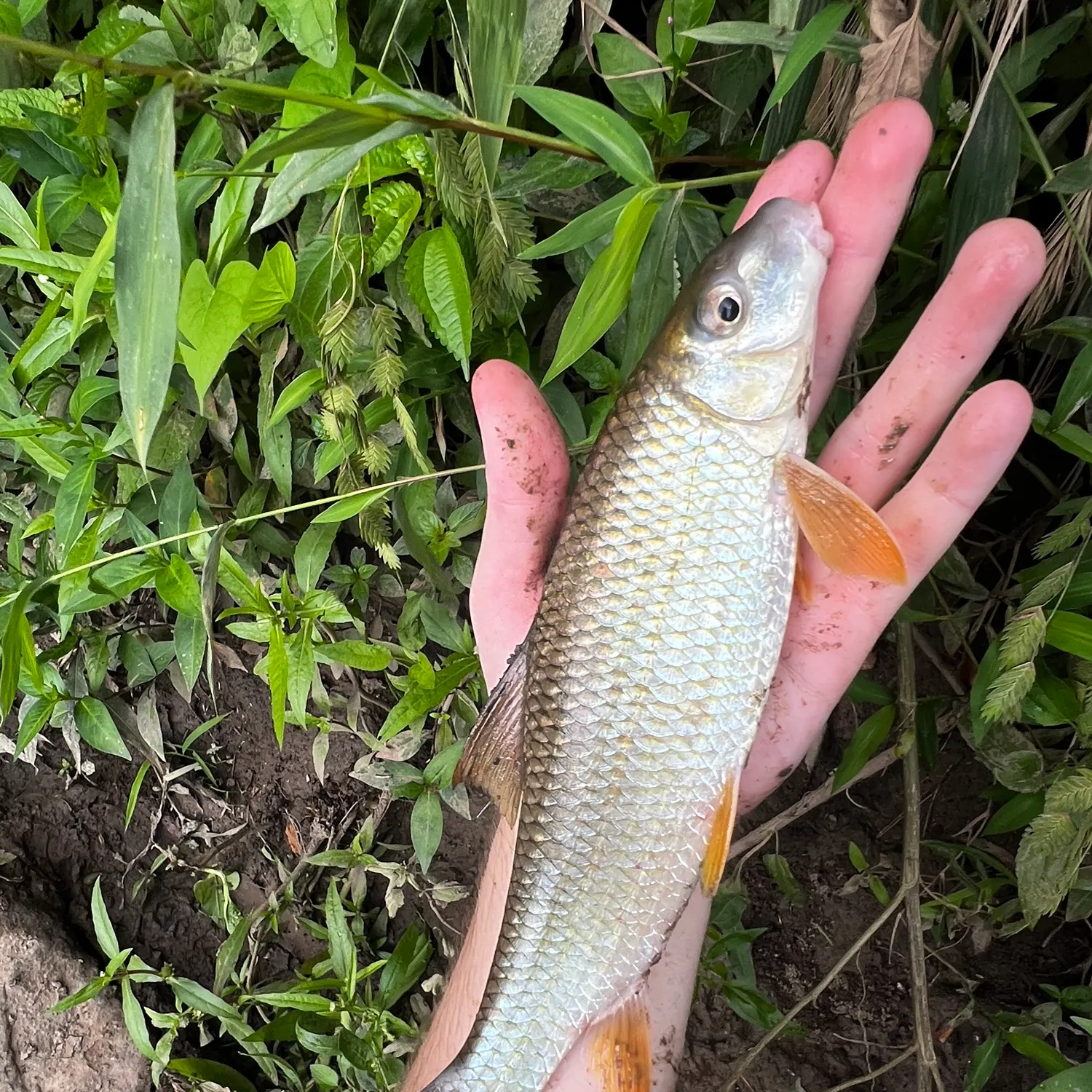The most recent Smallmouth redhorse catches on Fishbrain