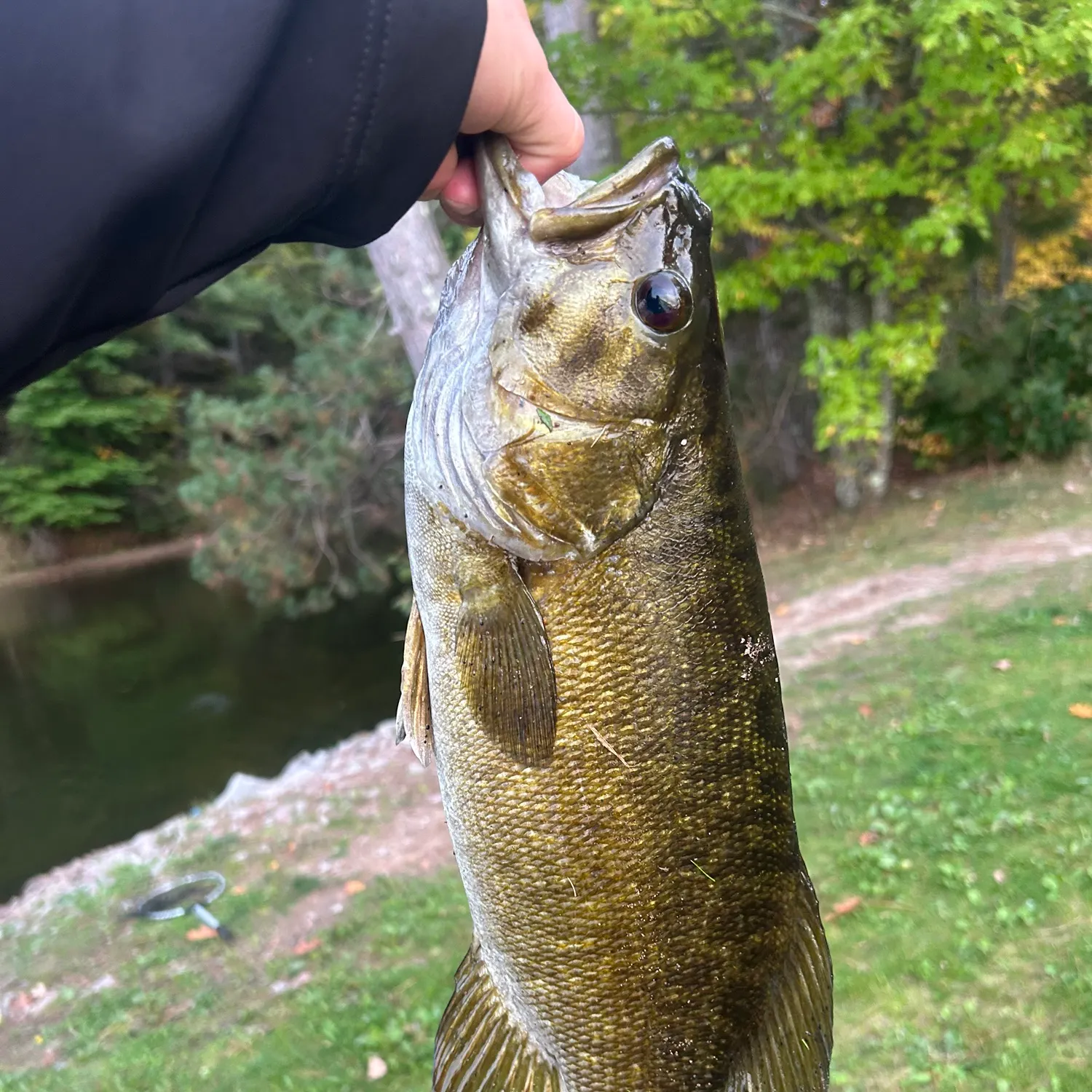 Smallmouth bass caught on Fishbrain