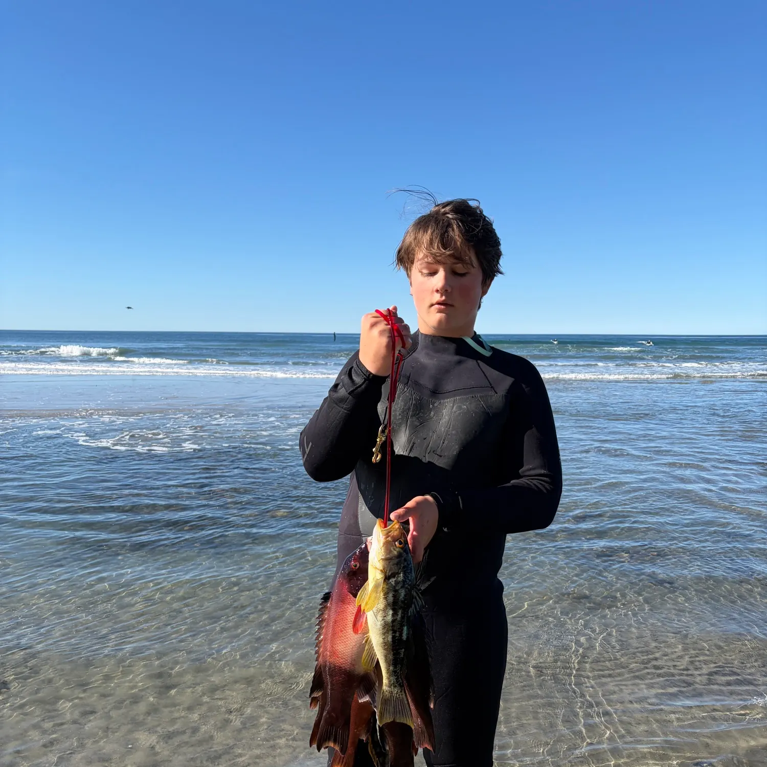 The most recent California sheephead catches on Fishbrain