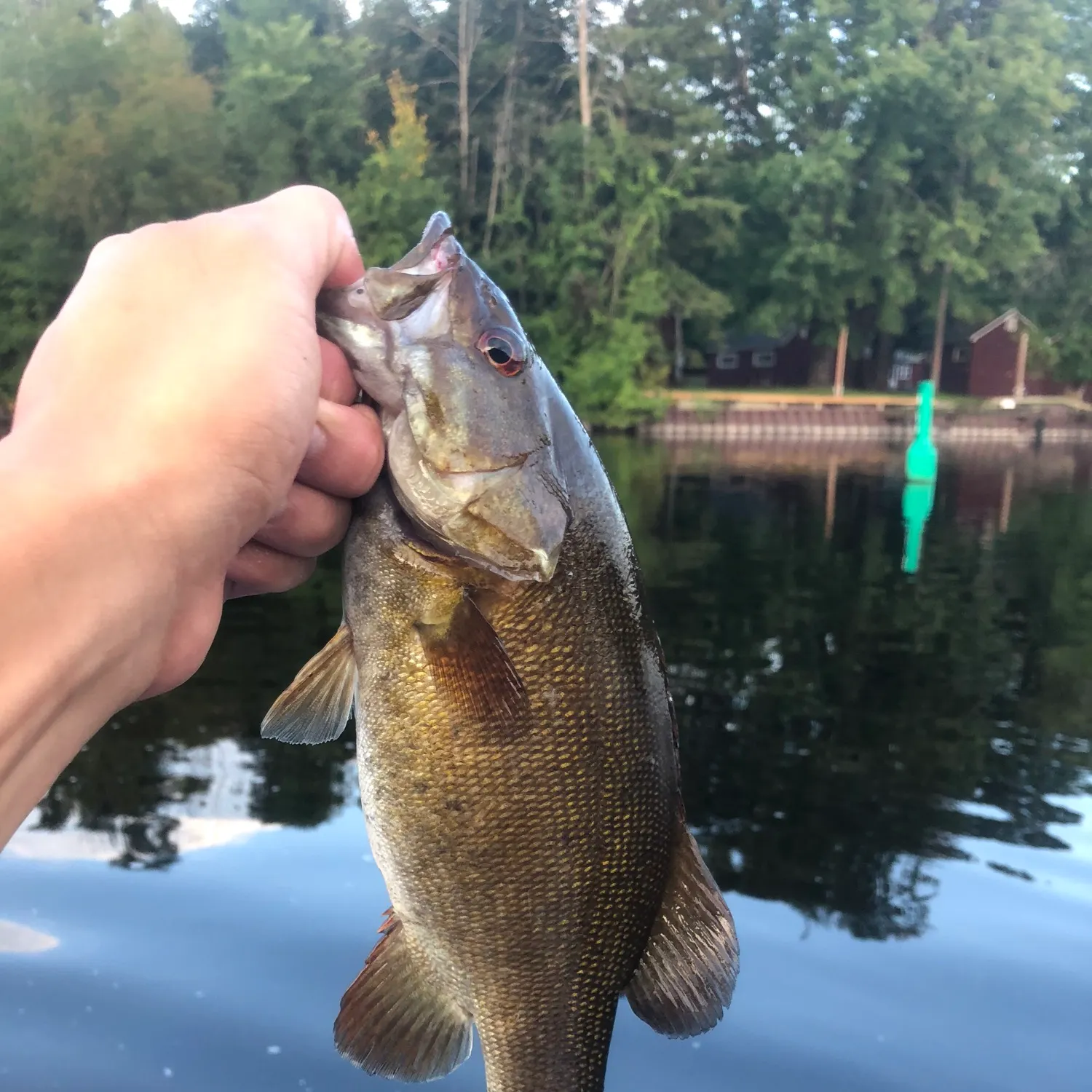 Smallmouth bass caught on Fishbrain